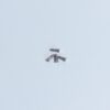 Leica M screw